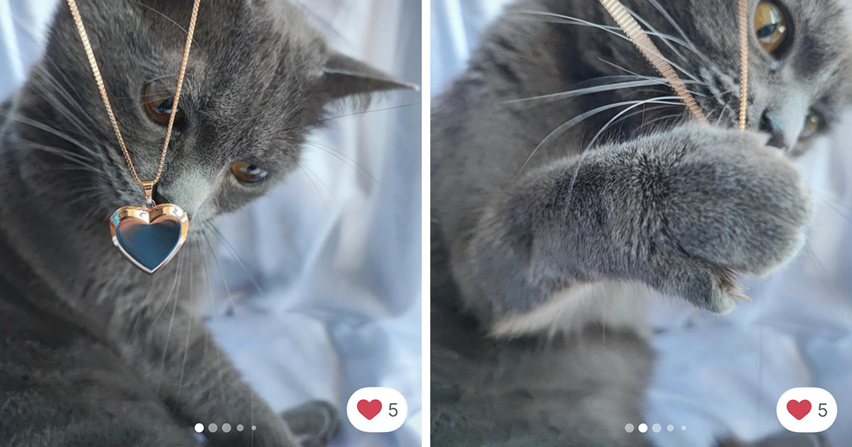 100 Times Cats Stole The Spotlight In Vinted Ads