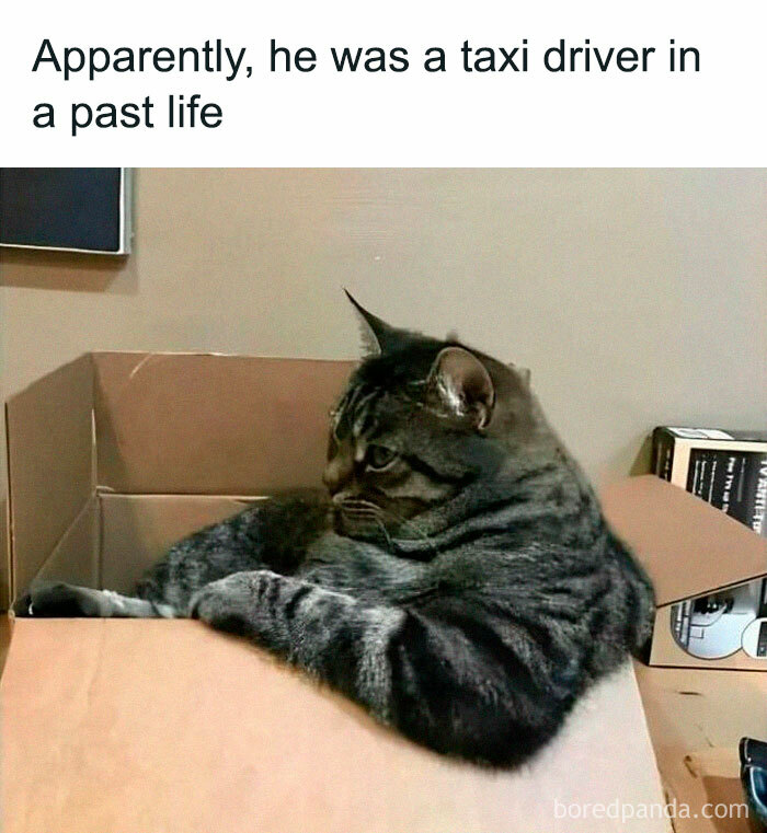 Tabby cat lounging inside a cardboard box with caption about being a taxi driver in a past life, funny Eastern European meme.