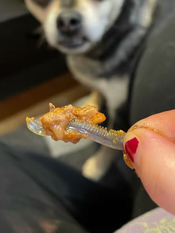 Close-up of a slimy centipede-like worm covered in peanut butter held between painted fingers with a dog watching — woke up expecting