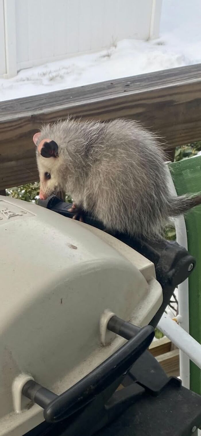 Found This Possum On My Mother’s Grill
