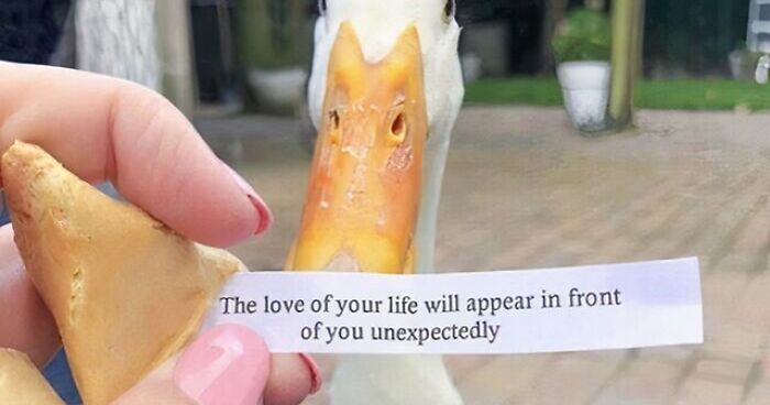 79 Confusing Pictures That Are Funny For No Clear Reason