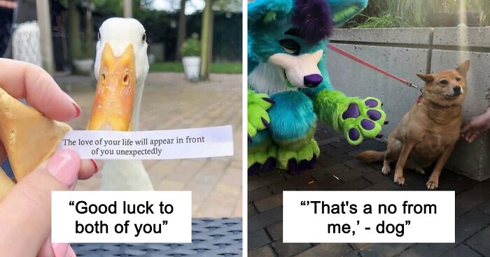 79 Confusing Pictures That Are Funny For No Clear Reason