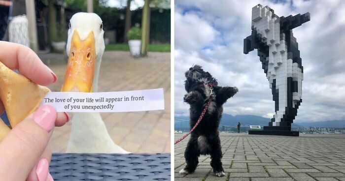 79 Confusing Pictures That Are Funny For No Clear Reason