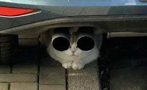 26 Fotos divertidas del año 2025 que resumen lo raro que fue