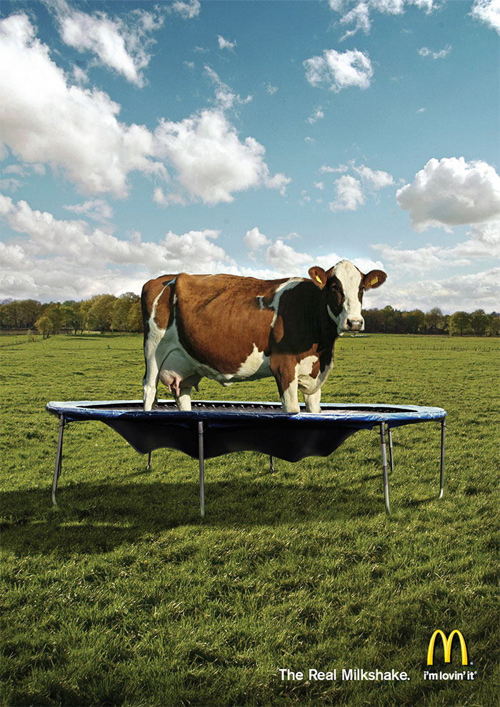 Cow standing on a trampoline in a green field, creative print advertisement using humor for milkshake promotion.