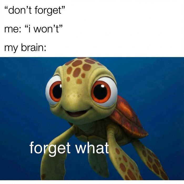 Funny meme featuring a confused animated turtle with big eyes and text about forgetting, showcasing randomness humor.