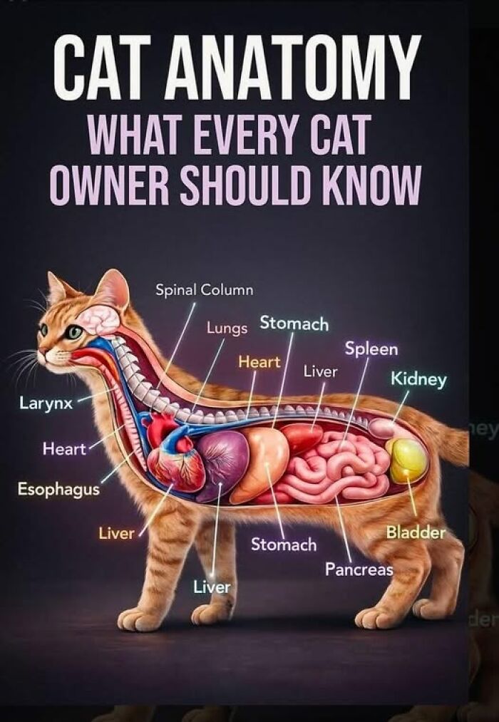 Cat anatomy diagram showing internal organs labeled for cat owners to understand key anatomy and health details clearly.
