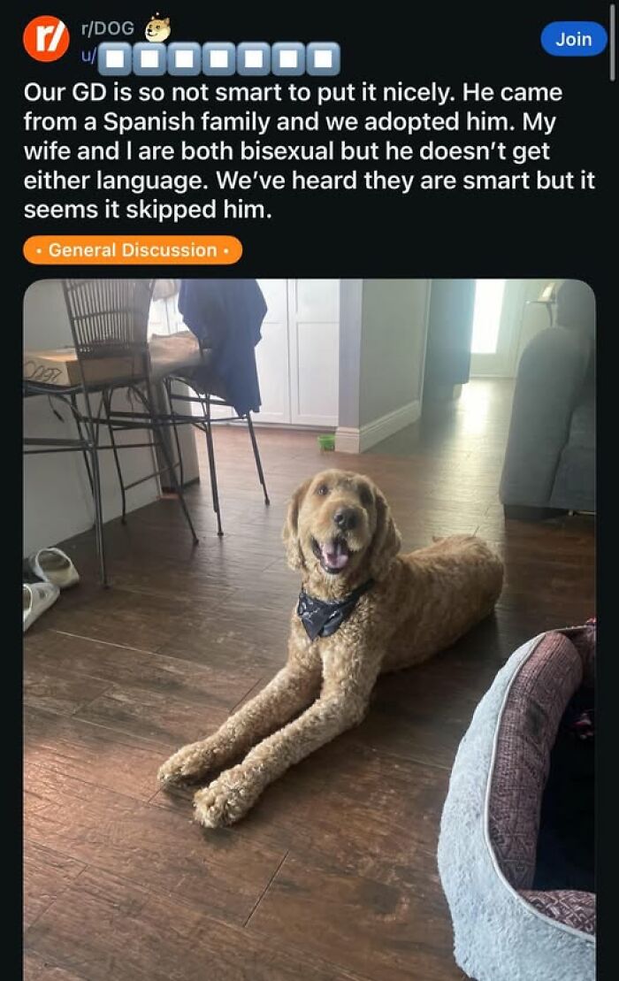 Photo of a dog lying on a wooden floor with a confused text about language and intelligence struggles.