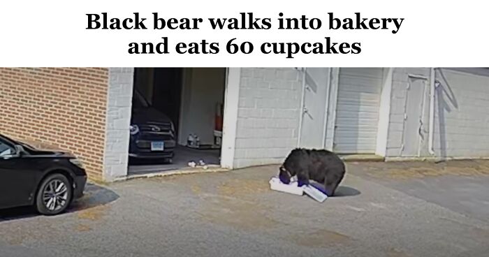 61 Wild Incidents That Would Be Hard To Believe If They Hadn’t Made Headlines