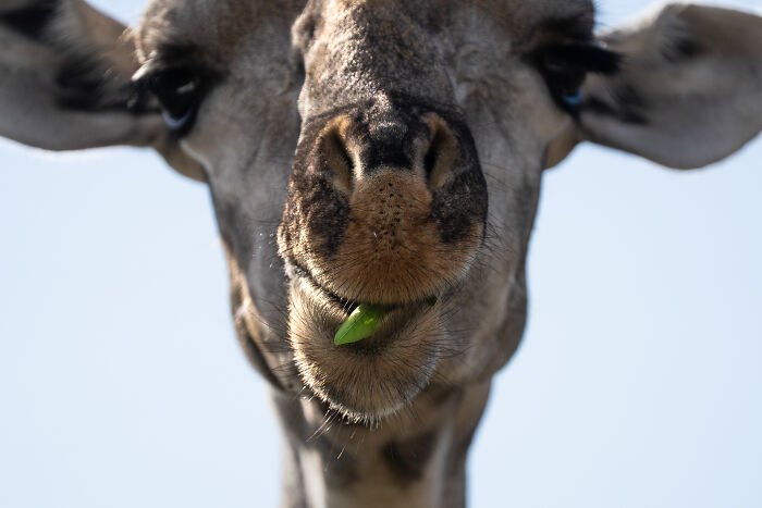 Close-up of a giraffe chewing leaves in the wild, showcasing wildlife photography alongside elephant watching adventures.