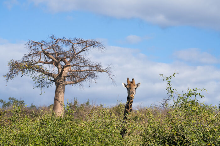 Giraffe peeking above bushes in the wild with a large baobab tree and blue sky in the background.
