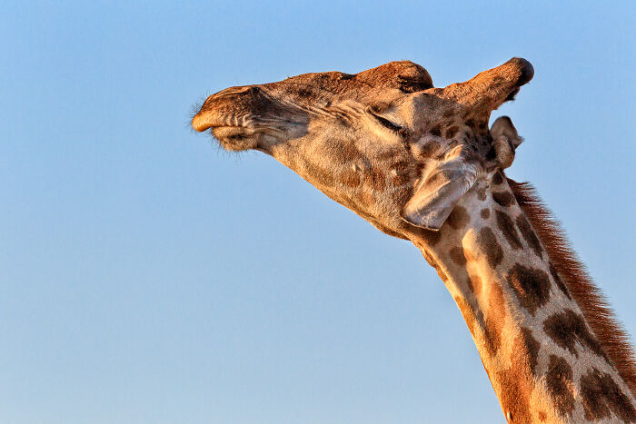 Close-up of a giraffe in the wild against a clear blue sky, capturing natural wildlife photography with real animal moments.