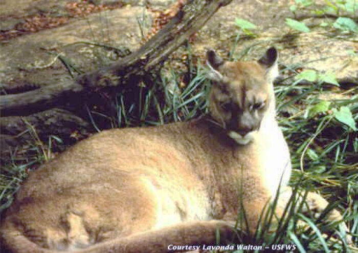 The Eastern Cougar