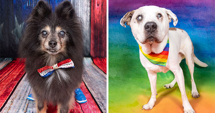 This Sanctuary For Senior Dogs Shared 30 Heartwarming Photos Of Their Golden Residents