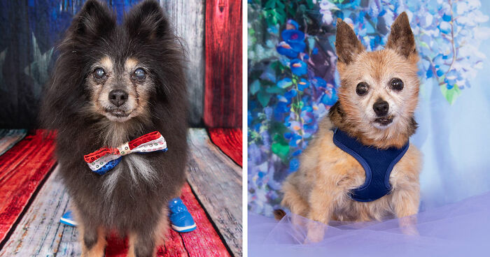 This Sanctuary For Senior Dogs Shared 30 Photos That Show Love Has No Age Limit
