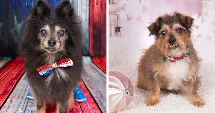 This Sanctuary For Senior Dogs Shared 30 Photos That Show Love Has No Age Limit