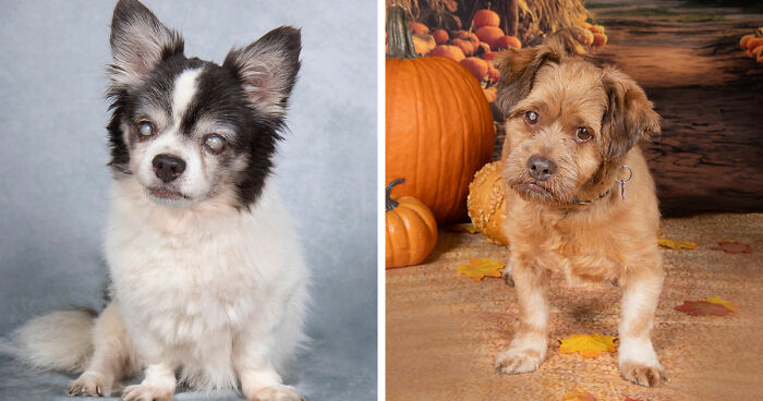 This Sanctuary For Senior Dogs Shared 30 Photos That Show Love Has No Age Limit