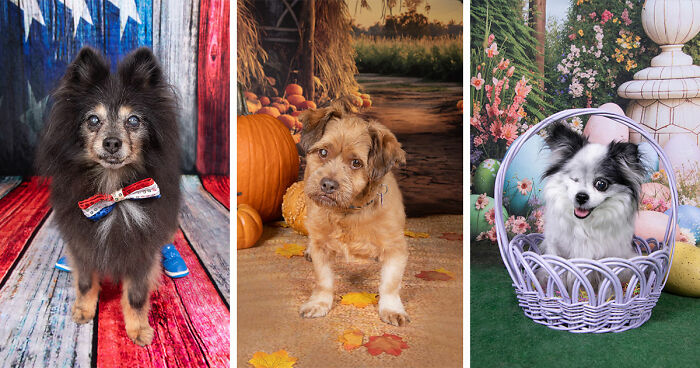 This Sanctuary For Senior Dogs Shared 30 Photos That Show Love Has No Age Limit