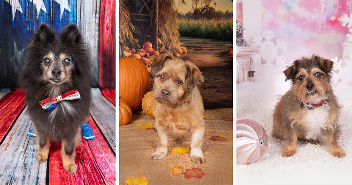 This Sanctuary For Senior Dogs Shared 30 Photos That Show Love Has No Age Limit