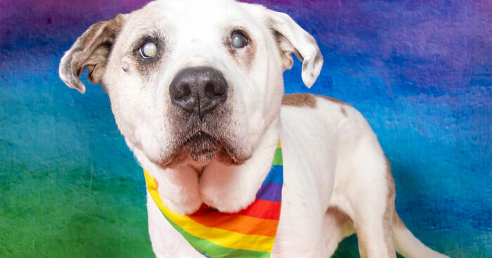 This Sanctuary For Senior Dogs Shared 30 Photos That Show Love Has No Age Limit