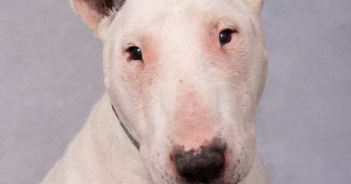 This Sanctuary For Senior Dogs Shared 30 Photos That Show Love Has No Age Limit