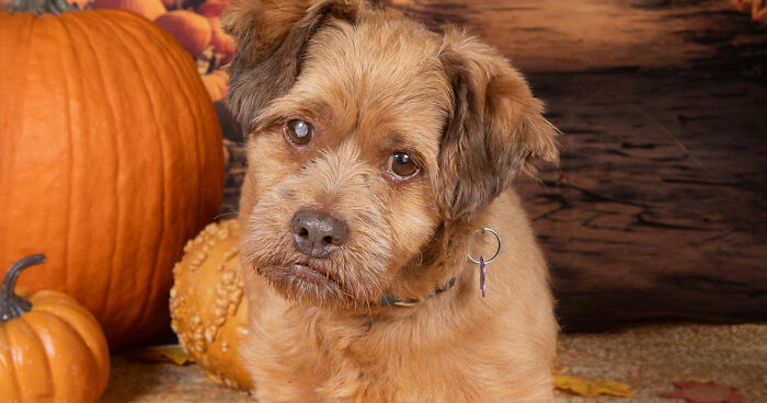 This Sanctuary For Senior Dogs Shared 30 Heartwarming Photos Of Their Golden Residents