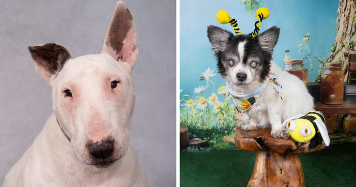 This Sanctuary For Senior Dogs Shared 30 Heartwarming Photos Of Their Golden Residents