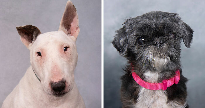 This Sanctuary For Senior Dogs Shared 30 Heartwarming Photos Of Their Golden Residents