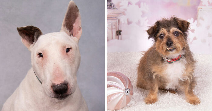 This Sanctuary For Senior Dogs Shared 30 Heartwarming Photos Of Their Golden Residents