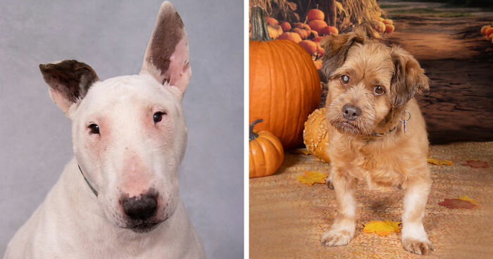This Sanctuary For Senior Dogs Shared 30 Heartwarming Photos Of Their Golden Residents