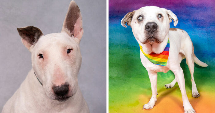 This Sanctuary For Senior Dogs Shared 30 Heartwarming Photos Of Their Golden Residents