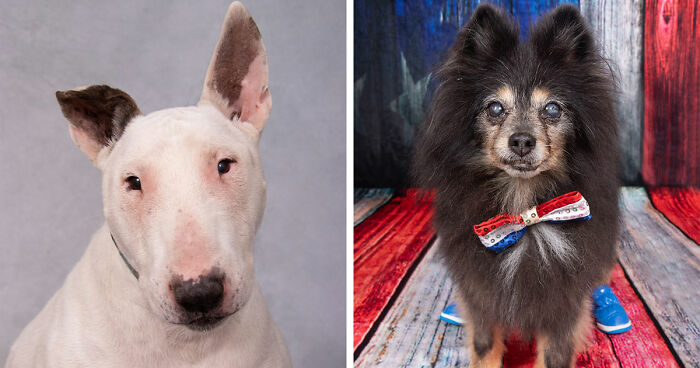 This Sanctuary For Senior Dogs Shared 30 Heartwarming Photos Of Their Golden Residents