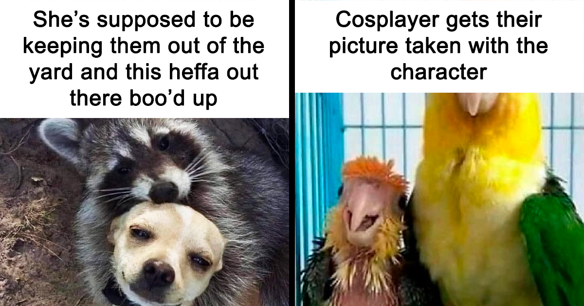 69 Hilarious Posts From “Grumpy Animal Memes” That Might Make You ...