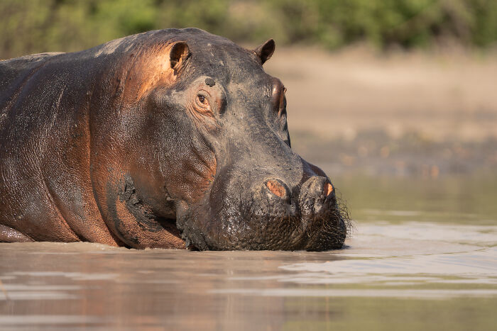 Close-up of a hippopotamus resting in water in the wild, showcasing wildlife photography of animals in their natural habitat.