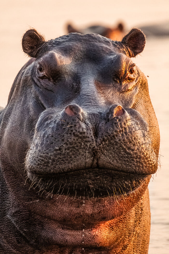 Close-up of a hippopotamus in the wild at sunset, showcasing wildlife photography of animals in natural habitat.
