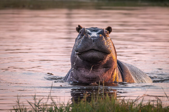 Hippopotamus partially submerged in water at sunset, captured during wildlife photography in the natural habitat.