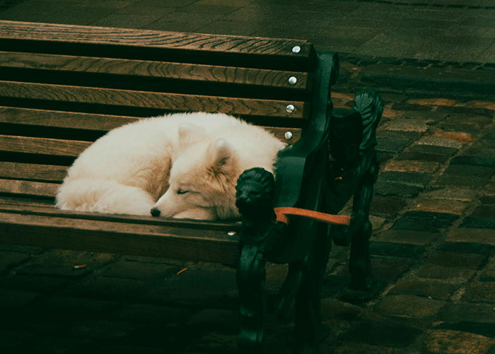 White dog sleeping on an empty wooden bench on the street, capturing a quiet moment in urban surroundings.