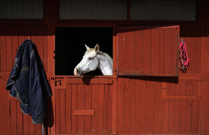 White horse peeking out of a red stable door, symbolizing labor and business struggles within family dynamics. White horse peeking out of a red stable door, symbolizing labor and business struggles within family dynamics.