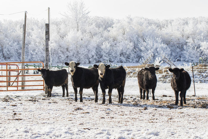 Black cows standing in a snowy farm field with frosty trees in the background on a clear winter day Black cows standing in a snowy farm field with frosty trees in the background on a clear winter day