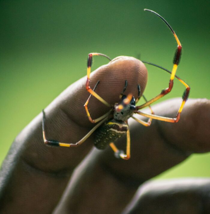 Close-up of a colorful spider on a fingertip, illustrating moments that surprised people with unexpected intelligence.