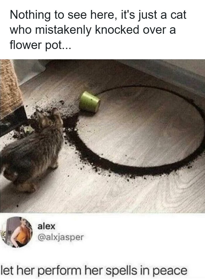 Cat next to spilled flower pot dirt arranged in a circle with a social media comeback about performing spells.
