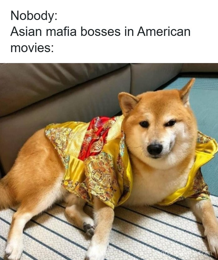 Shiba Inu dog wearing a colorful robe, humorously representing dark humor memes with a touch of darkness.