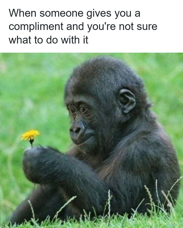 Young gorilla looking thoughtfully at a yellow flower, illustrating humor as a coping mechanism in a lighthearted moment.