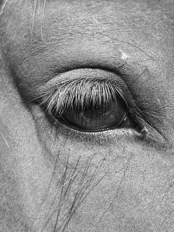 Close-up black and white photo of a horse's eye showcasing award-winning animal photography and nature's impact without color.