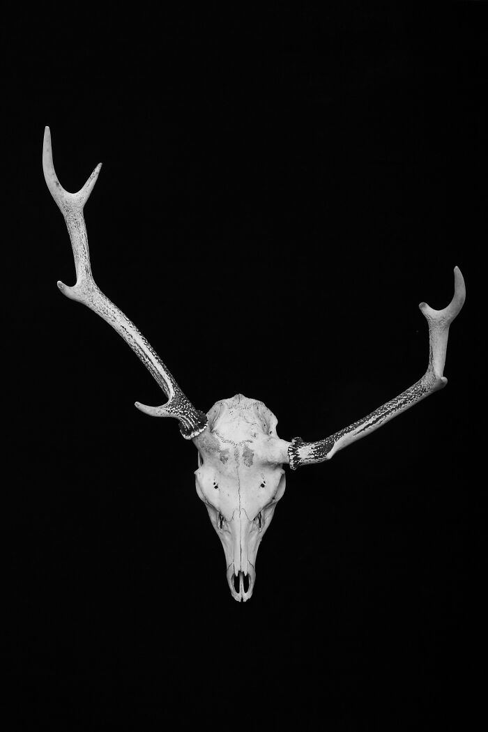 Black and white animal photo of a deer skull with antlers on a solid black background showcasing nature’s impact.