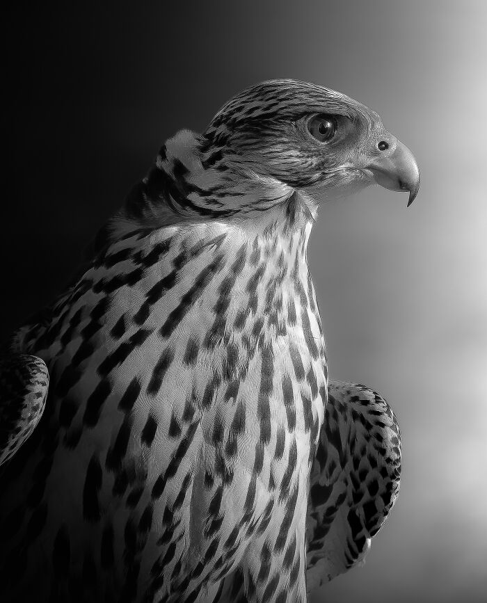 Black and white animal photo of a falcon showing detailed feathers and a sharp beak in striking nature portrait.