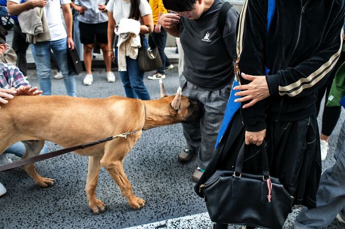 Candid street photo capturing a dog sniffing a person’s pocket amidst a crowd, showing tender and absurd moments in public.