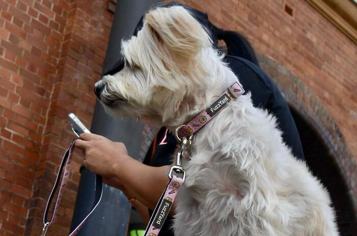 White dog wearing a collar and leash, sitting in front of a person holding a phone, captured by street photographer.