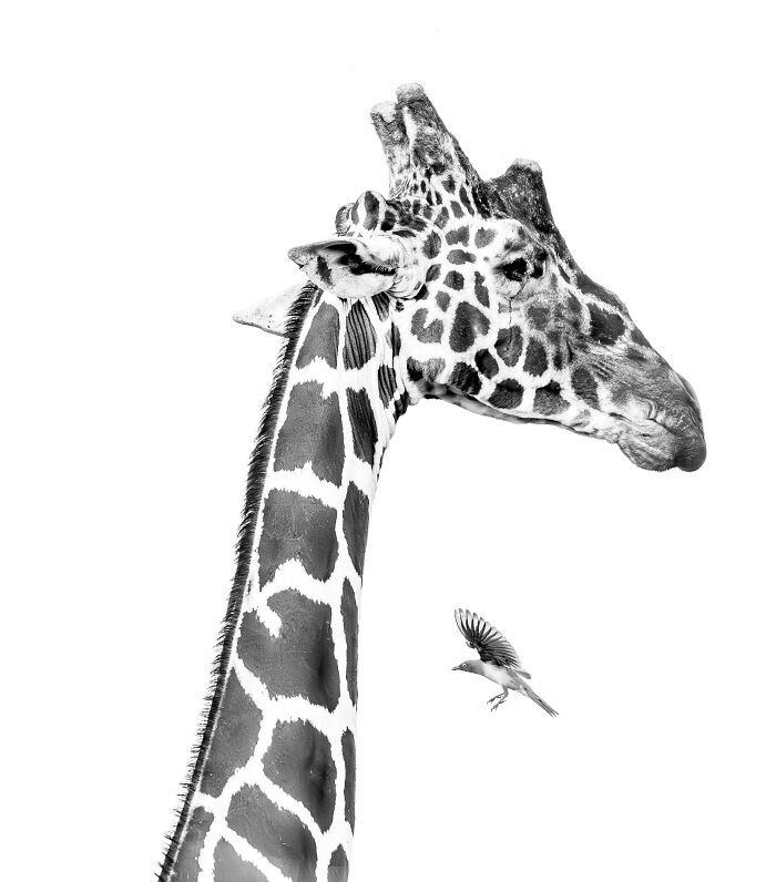 Black and white animal photo of a giraffe with a bird in flight showcasing nature's impact without color.