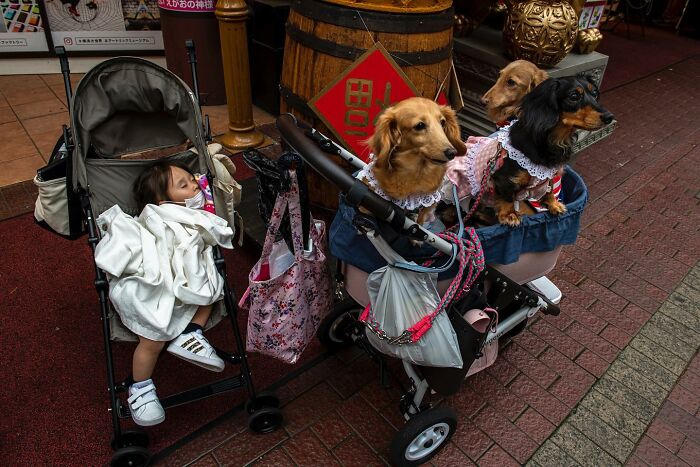 Three small dogs dressed in clothes sitting in a stroller next to a child asleep in another stroller, street scene.